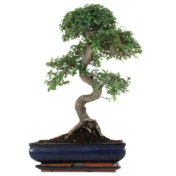 Indoor Bonsai chinesische Ulme 22 Jahre 60 cm