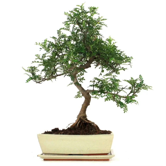 Indoor-Bonsai Szechuan-Pfeffer 16 Jahre ca. 55 cm