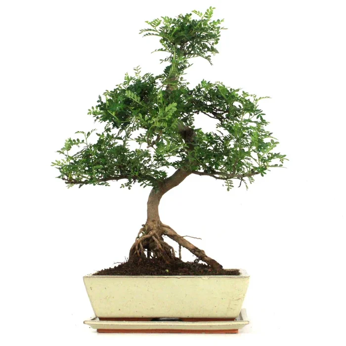 Indoor-Bonsai Szechuan-Pfeffer 16 Jahre ca. 56 cm