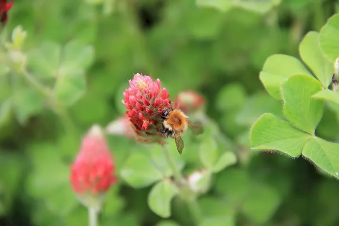 Inkarnatklee Linkarus