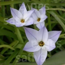 Ipheon uniflorum ‚Whisley Blue‘ – Frühlingsstern
