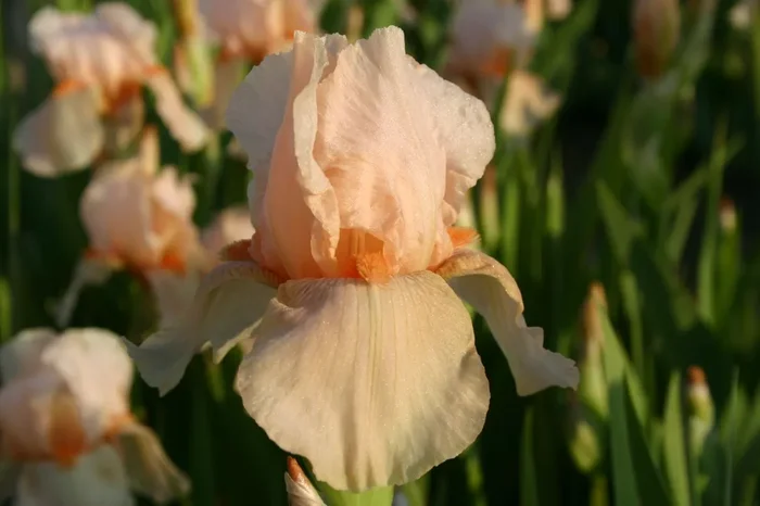 Iris Barbata-Elatior ‚Aglaja von Stein‘ (Hohe Bartschwertlilie)