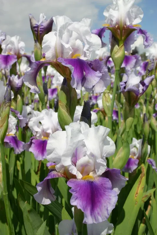 Iris Barbata-Elatior ‚Bouquet Magic‘ (Hohe Bartschwertlilie)