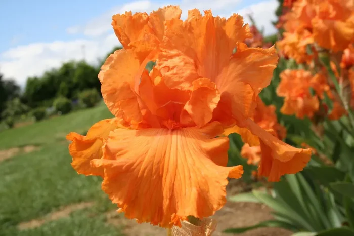 Iris Barbata-Elatior ‚Coup de Soleil‘ (Hohe Bartschwertlilie)