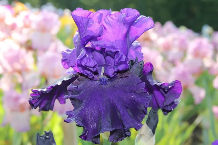 Iris Barbata-Elatior ‚Eclipse de Mai‘ (Hohe Bartschwertlilie)