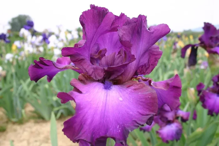 Iris Barbata-Elatior ‚Gypsy Romance‘ (Hohe Garten-Schwertlilie)