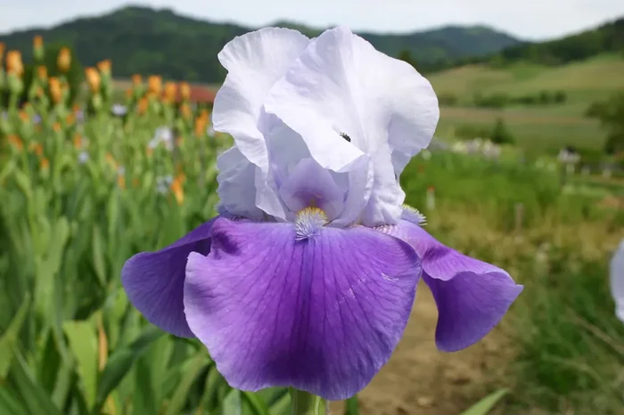 Iris Barbata-Elatior ‚Helen von Zeppelin‘ (Hohe Bartschwertlilie)