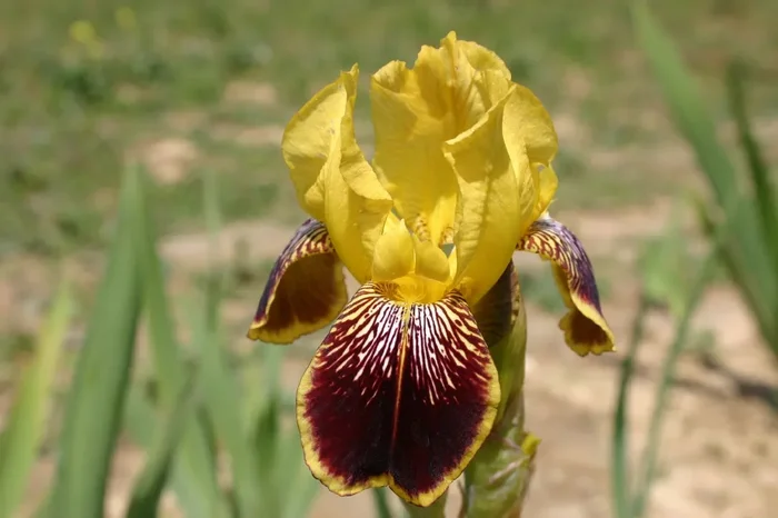 Iris Barbata-Elatior ‚Kupferhammer‘ (Hohe Garten-Schwertlilie)