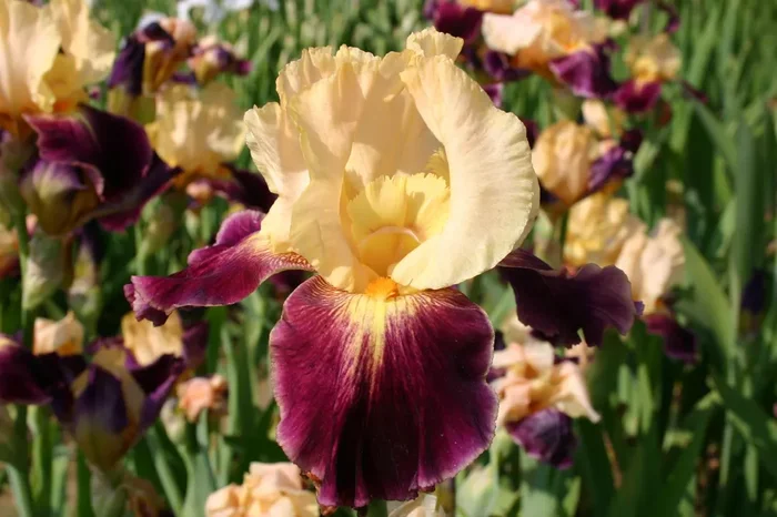 Iris Barbata-Elatior ‚Let’s Boogie‘ (Hohe Bartschwertlilie)