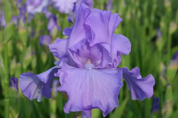 Iris Barbata-Elatior ‚Mary Frances‘ (Hohe Bartschwertlilie)