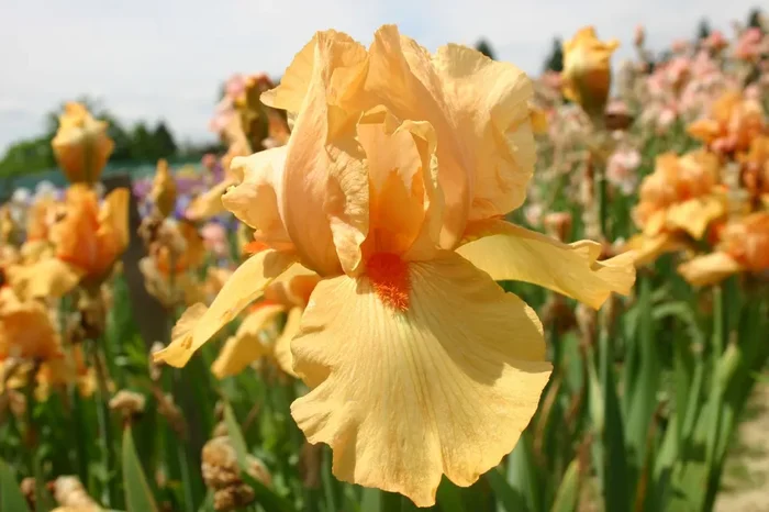 Iris Barbata-Elatior ‚Piroska‘ (Hohe Bartschwertlilie)