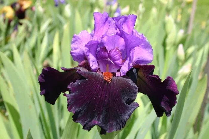 Iris Barbata-Elatior ‚Romantic Evening‘ (Hohe Bartschwertlilie)