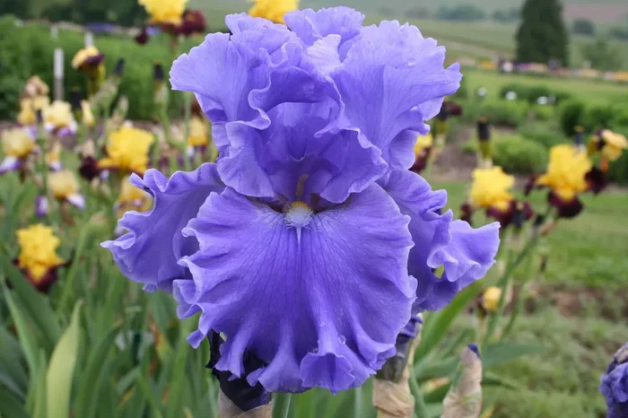 Iris Barbata-Elatior ‚Sea Power‘ (Hohe Bartschwertlilie)