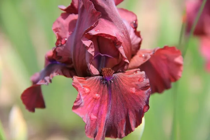 Iris Barbata-Media ‚End Zone‘ (Mittelhohe Bartschwertlilie)