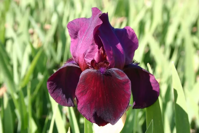 Iris Barbata-Media ‚Ruby Chimes‘ (Mittelhohe Bartschwertlilie)