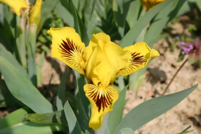 Iris Barbata-Nana ‚Eyebright‘ (Zwergschwertlilie)
