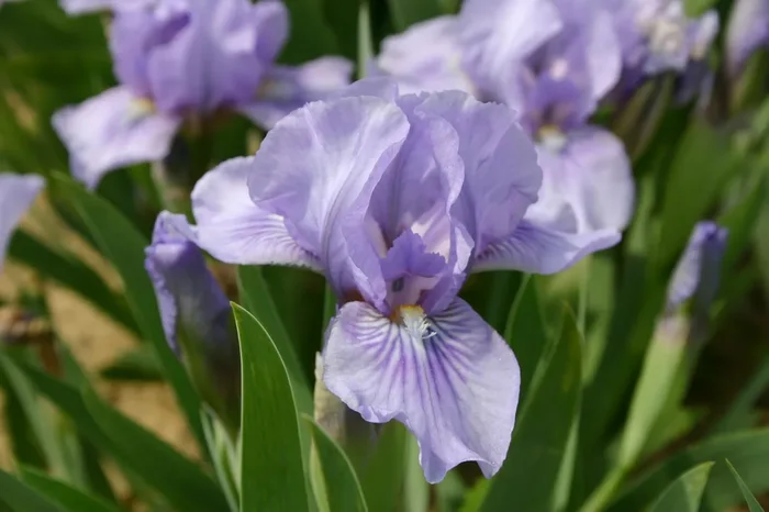 Iris Barbata-Nana ‚Orchid Raye‘ (Zwergige Garten-Schwertlilie)