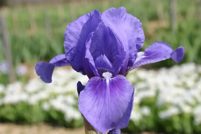 Iris Barbata-Nana ‚Pepita‘ (Zwergige Garten-Schwertlilie)