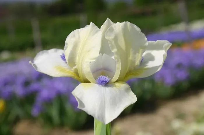 Iris Barbata-Nana ‚Serenity Prayer‘ (Zwergschwertlilie)