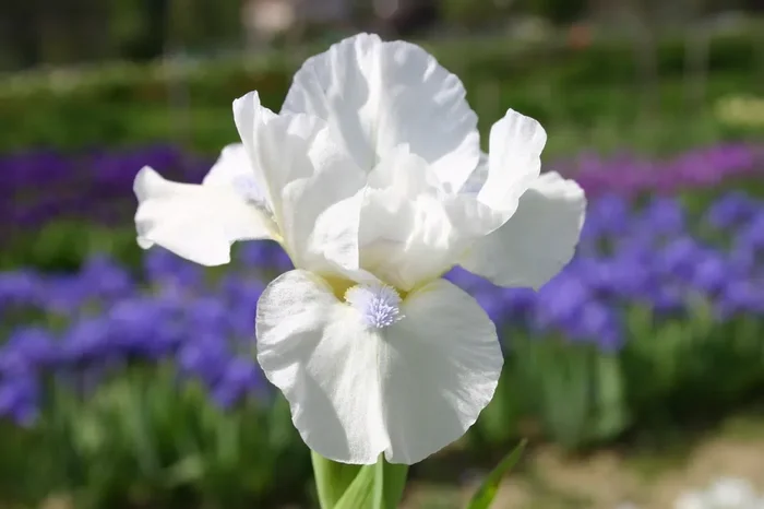 Iris Barbata-Nana ‚Snow Season‘ (Zwergschwertlilie)