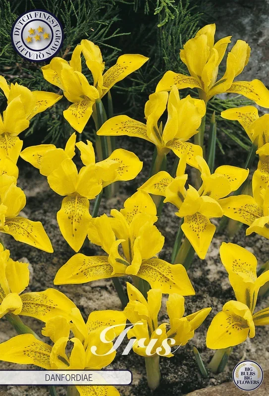 Iris Danfordiae (15 Stück)
