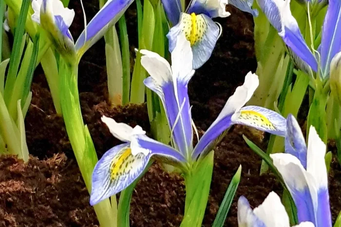 Iris reticulata ‚Sea Breeze‘ (Netzblatt-Schwertlilie)