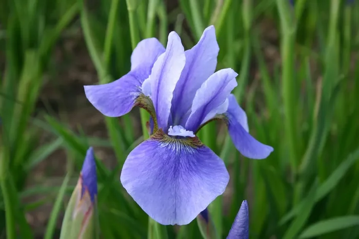 Iris sibirica ‚Harpswell Haze‘ (Bartlose Garten-Schwertlilie)
