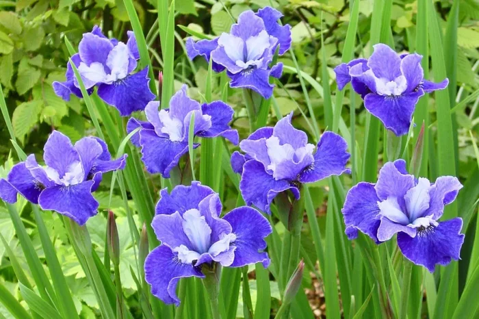 Iris sibirica ‚Regency Belle‘ (Sibirische Schwertlilie)