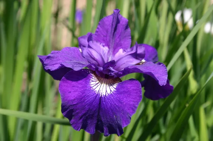 Iris sibirica ‚Shirley Pope‘ (Sibirische Schwertlilie)