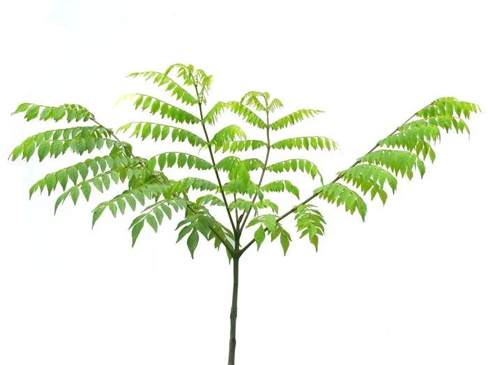 Jacaranda copaia