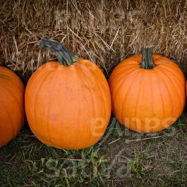 Jack O’Lantern – Kürbis