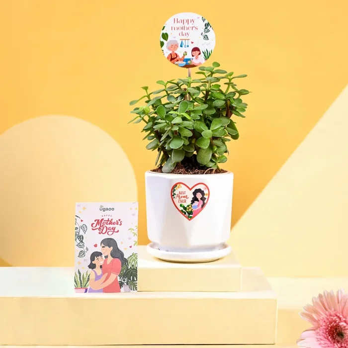 Jade Mini Plant For Mother’s Day Gifting