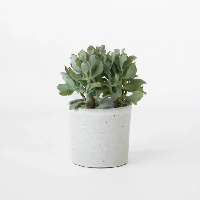 Jade plant – Crassula arborescens ‚Curly‘