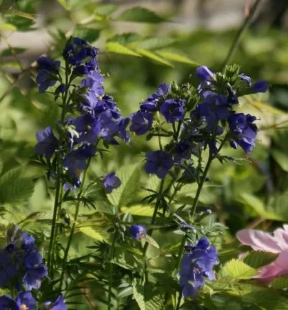 Jakobsleiter (Polemonium caeruleum) „Bio“