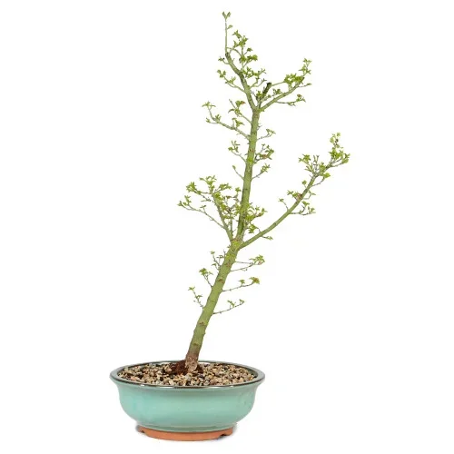 Japanese Maple – ST5125JMSG-G
