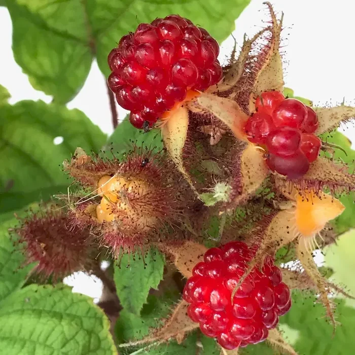 Japanische Weinbeere Rubus phoenicolasius