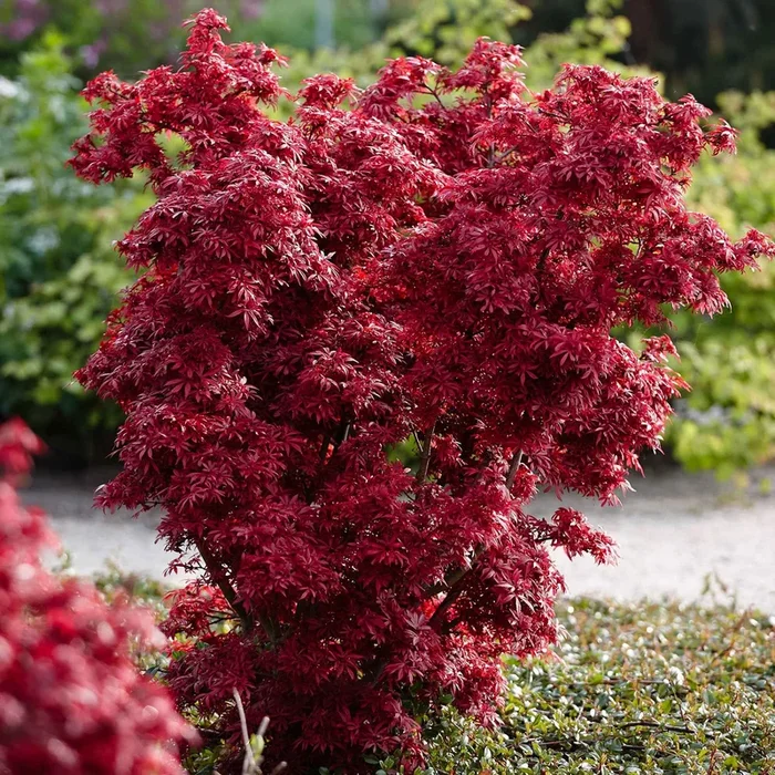 Japanischer Ahorn ‚Shaina‘
