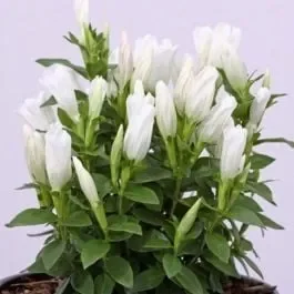 Japanischer Enzian (Gentiana makinoi) White Magic®