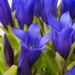 Japanischer Herbst-Enzian (Gentiana ashiro) Shine Blue