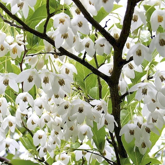 Japanischer Schneeglöckchenstrauch Styrax japonica – Bestellnummer 3307629