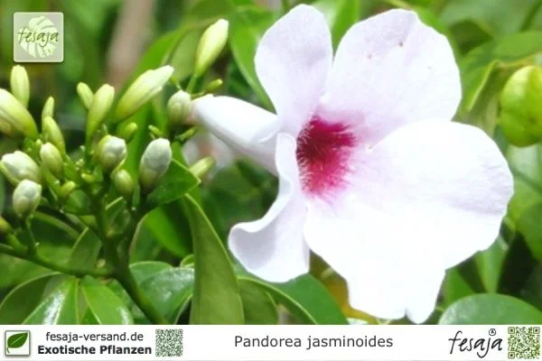 Jasmintrompete, Pandorea jasminoides, Pflanze
