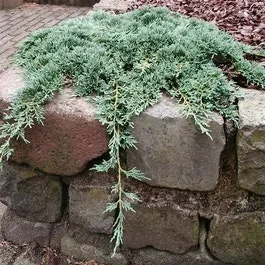 Jeneverbeere (Juniperus horizontalis ‚Icee Blue‘)