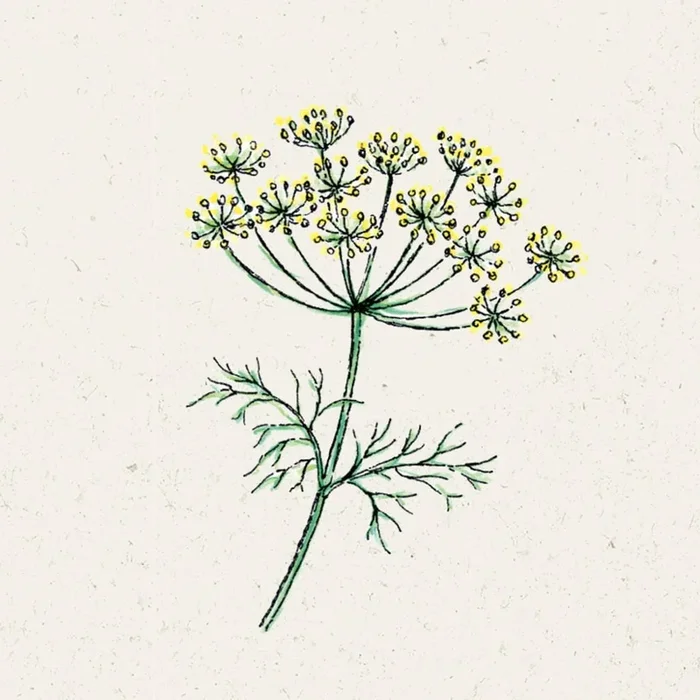 Jora Dahl Dill – Anethum Graveolens