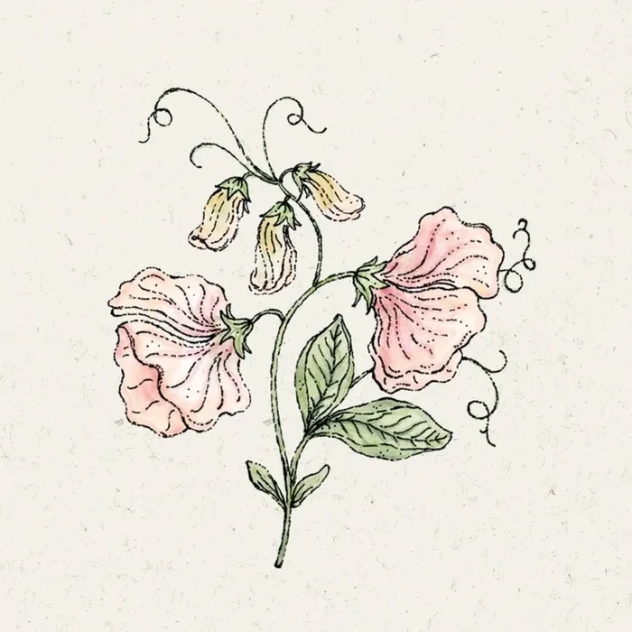 Jora Dahl Duftwicke „spring sunshine champagne“ Lathyrus Odoratus
