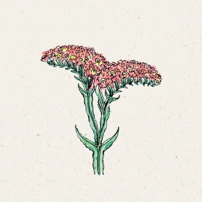 Jora Dahl Limonium sinuatum „QIS Apricot“