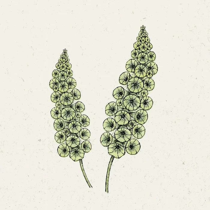 Jora Dahl Muschelblume – Moluccella laevis