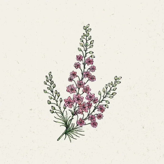 Jora Dahl Rittersporn „Qis Rose“