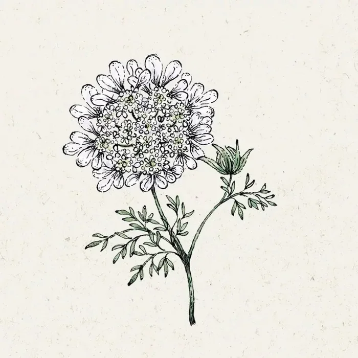 Jora Dahl Strahldolde „White Lace“ Orlaya Grandiflora