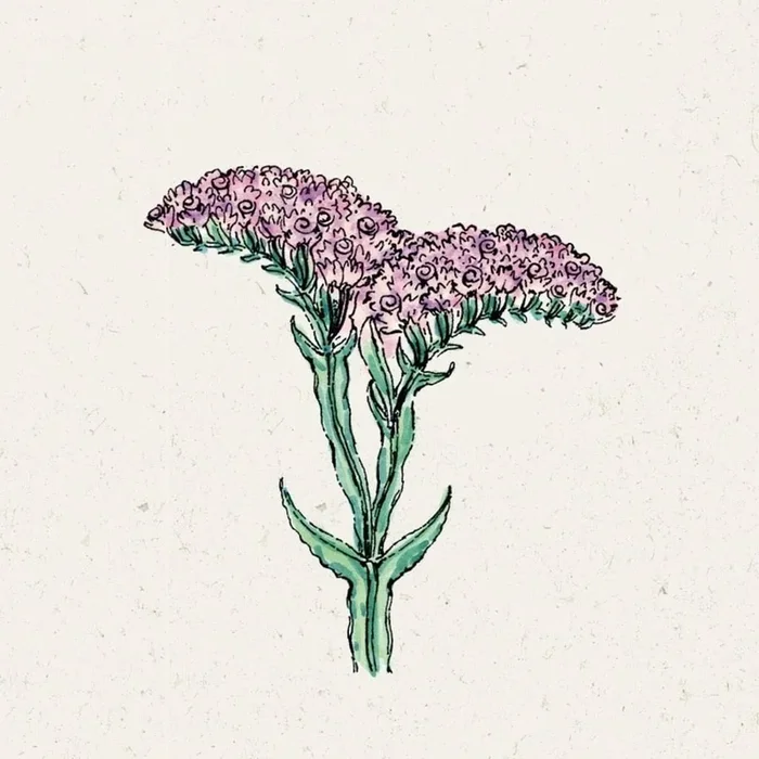 Jora Dahl Strandflieder „QIS Pastel“ Limonium Sinuatum