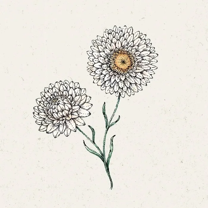 Jora Dahl Strohblume „white“ Helichrysum Bracteatum